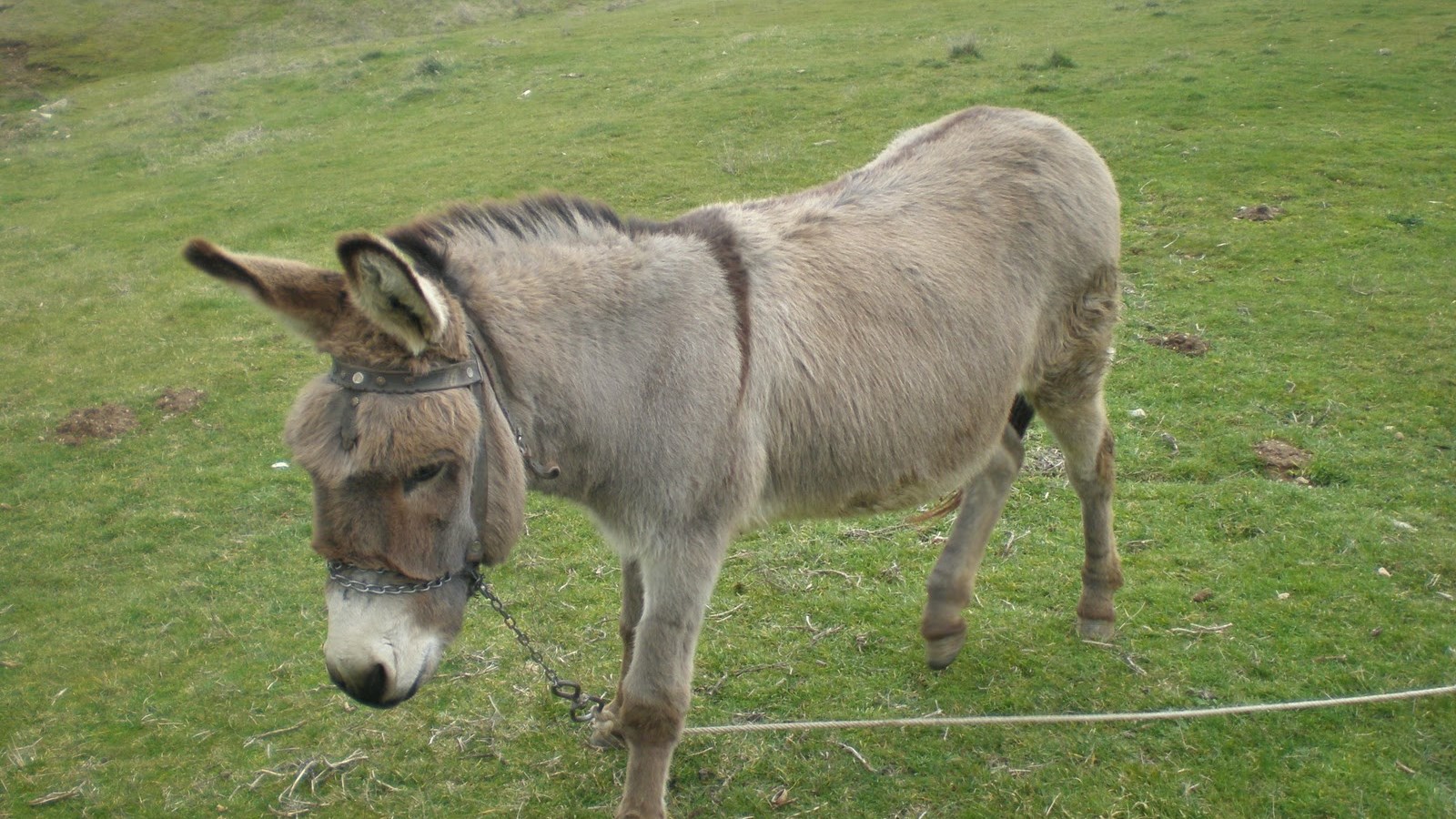 Απίθανη αγγελία πώλησης ενός γαϊδάρου στη Ξάνθη – ΦΩΤΟ