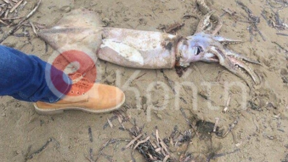 Βρήκαν καλαμάρι γίγας σε παραλία του Ρεθύμνου – ΦΩΤΟ