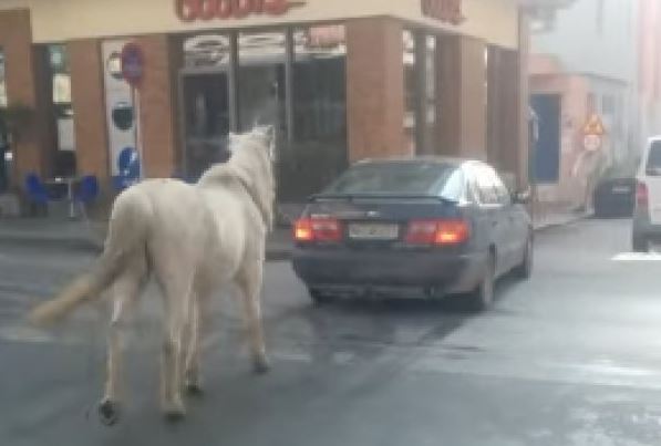 Θεσσαλονίκη: Έβγαλε βόλτα το άλογο… με το αυτοκίνητο – ΒΙΝΤΕΟ