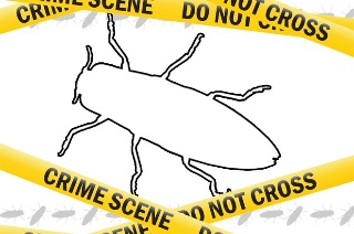 Έβγαλαν ζωντανή κατσαρίδα από το κεφάλι 42χρονης – ΒΙΝΤΕΟ