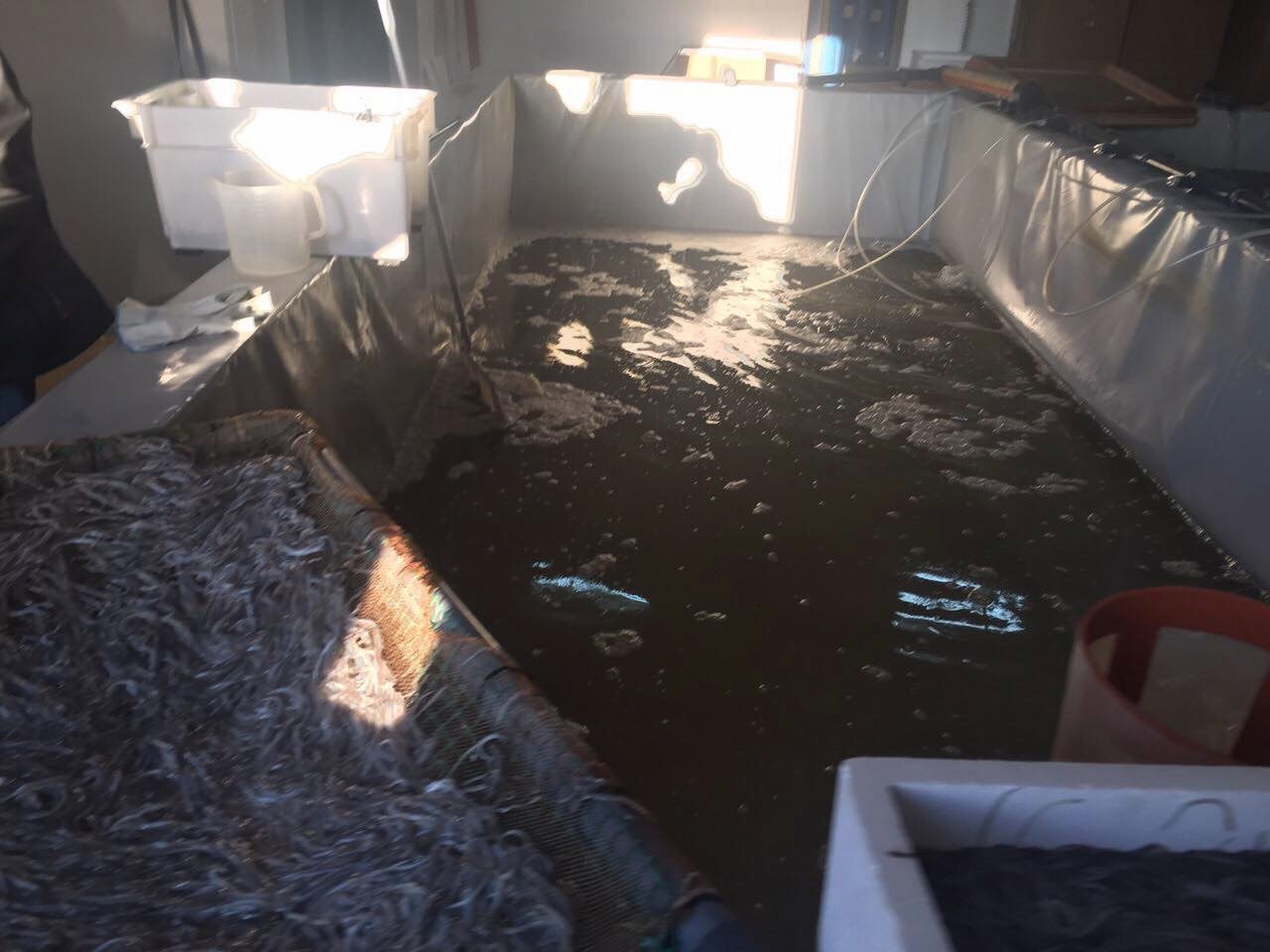 Βαριές κατηγορίες στους εννέα συλληφθέντες της σπείρας με τα «χρυσά» χέλια