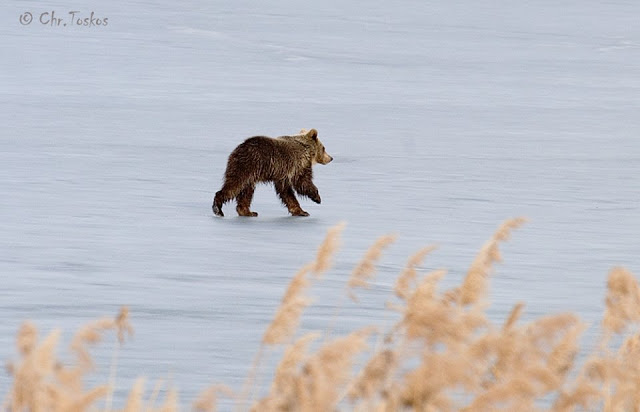 Αρκουδάκι έκανε… βόλτες στην παγωμένη λίμνη της Καστοριάς – ΒΙΝΤΕΟ – ΦΩΤΟ