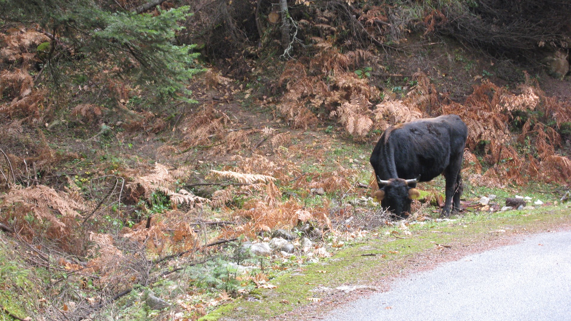 Θεσσαλός πάει στα δικαστήρια επειδή… τράκαρε με αγελάδα