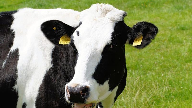 Τράκαρε με… αγελάδα και μήνυσε τους κτηνοτρόφους