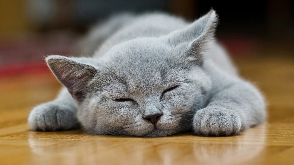 Δείτε γιατί οι γάτες κοιμούνται τόσο πολύ – ΒΙΝΤΕΟ