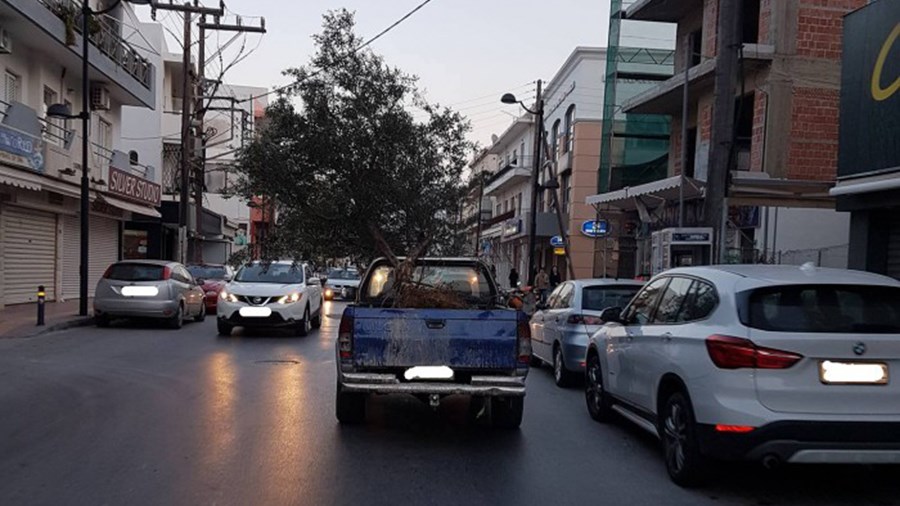 Ασυνείδητος οδηγός κάνει… βόλτα με μία ελιά στην καρότσα και προκαλεί αντιδράσεις – ΒΙΝΤΕΟ