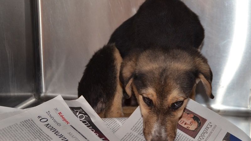 Φρίκη στο Άργος – Aσυνείδητος πυροβόλησε κουτάβι  – ΦΩΤΟ