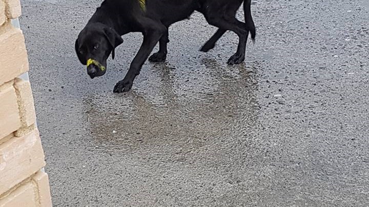 Θύελλα αντιδράσεων από τους φιλόζωους για το σκυλί που έβαψαν με σπρέι – ΦΩΤΟ