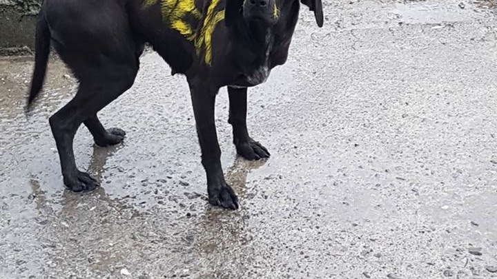 Η ανακοίνωση της ΑΕΚ για τον σκύλο που έβαψαν με τα χρώματα της ομάδας