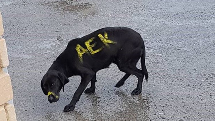 Υιοθετήθηκε ο κακοποιημένος σκύλος