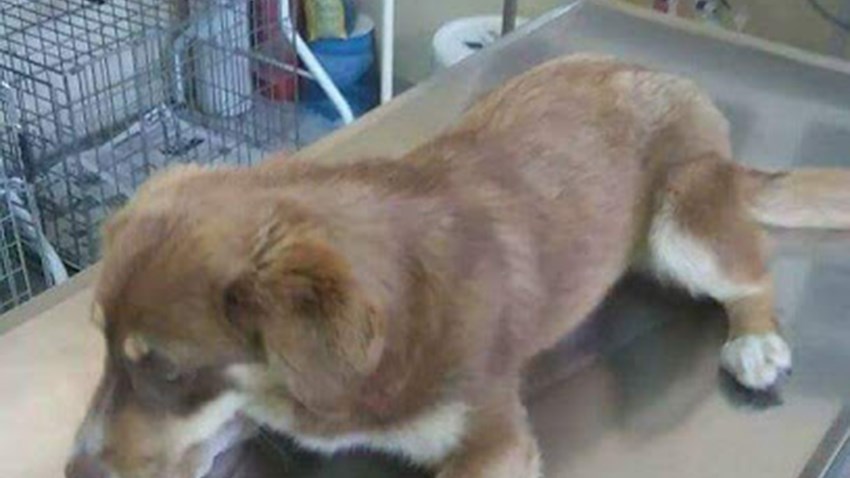 Φρίκη στην Ξάνθη – Ανθρωπόμορφα κτήνη βίασαν αδέσποτο σκύλο
