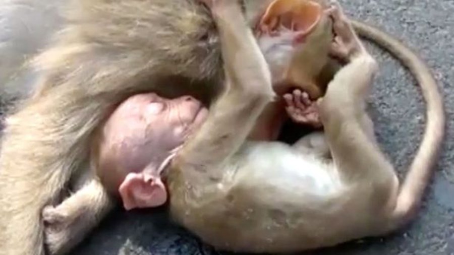 Συγκινητικές εικόνες – Μαϊμουδάκι θρηνεί δίπλα στη νεκρή μητέρα του – ΦΩΤΟ