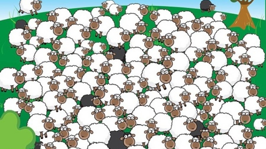 Η νέα σπαζοκεφαλιά με τα πρόβατα που κάνει θραύση στο διαδίκτυο