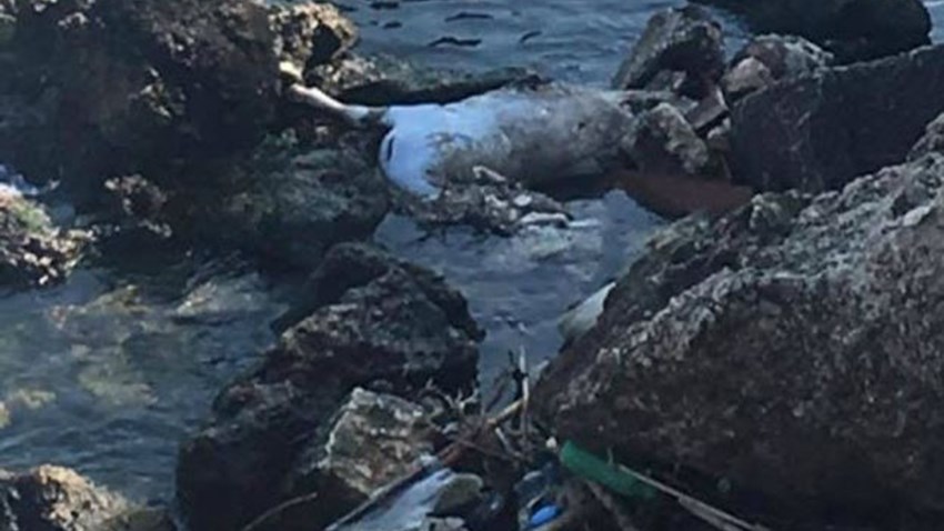 Νεκρό ζώο ξέβρασε η θάλασσα στο Μικρολίμανο – ΦΩΤΟ