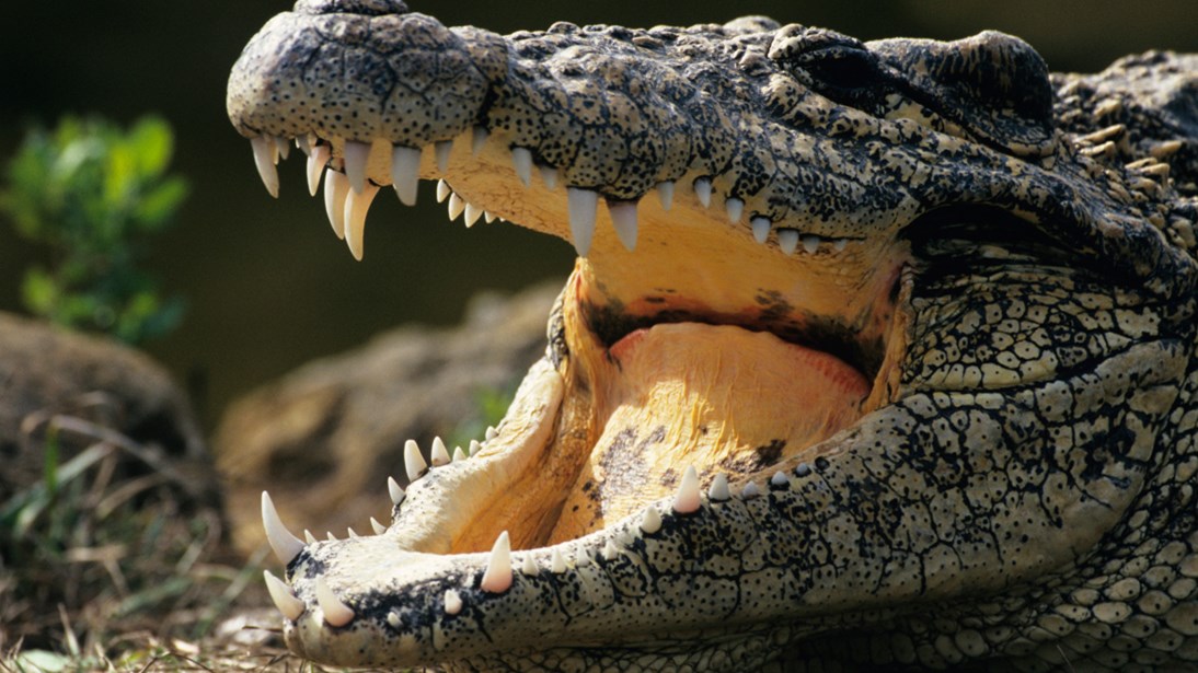 ΒΙΝΤΕΟ που σοκάρει – Κροκόδειλος δαγκώνει τον εκπαιδευτή του