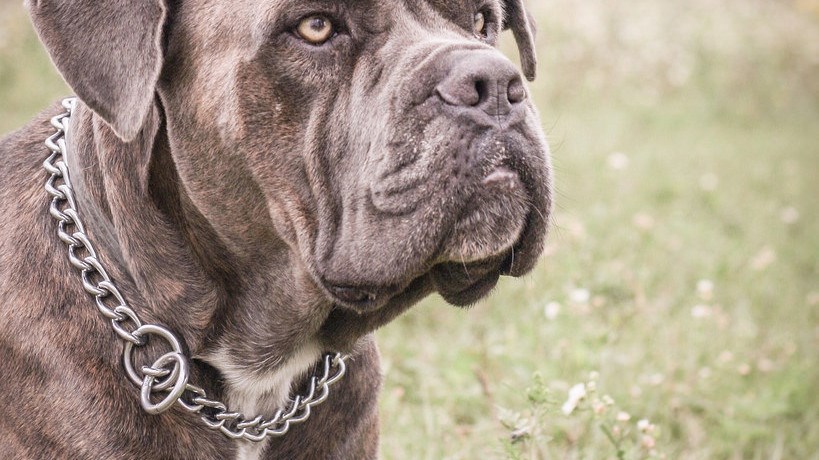 Στο νοσοκομείο με σοβαρά τραύματα μία γυναίκα μετά από επίθεση σκύλων