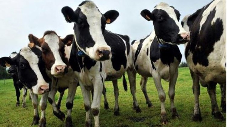 Οι Τούρκοι απελαύνουν ακόμα και… ολλανδικές αγελάδες