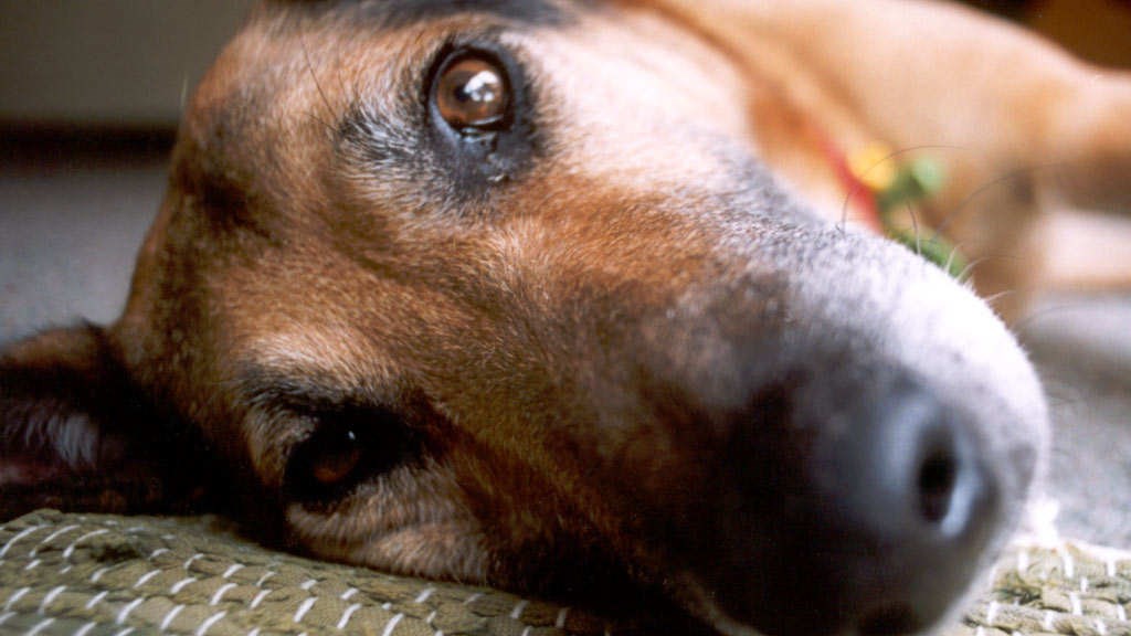 Ποινή φυλάκισης 12 μηνών και χρηματικό πρόστιμο για κακοποίηση σκύλου