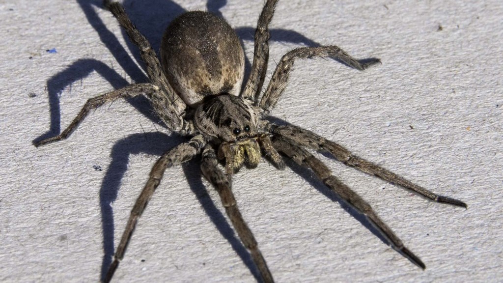 Ερώτηση για… Survivor: Πόσους τόνους εντόμων τρώνε οι αράχνες ετησίως