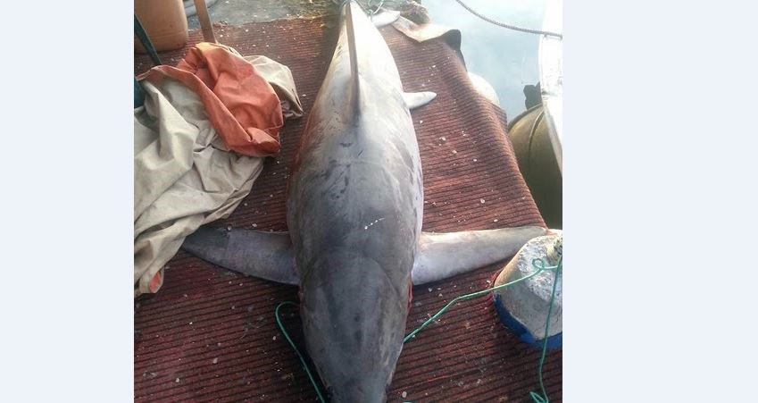 Πήγε για ψάρεμα και έπιασε… καρχαρία 4 μέτρων – ΦΩΤΟ