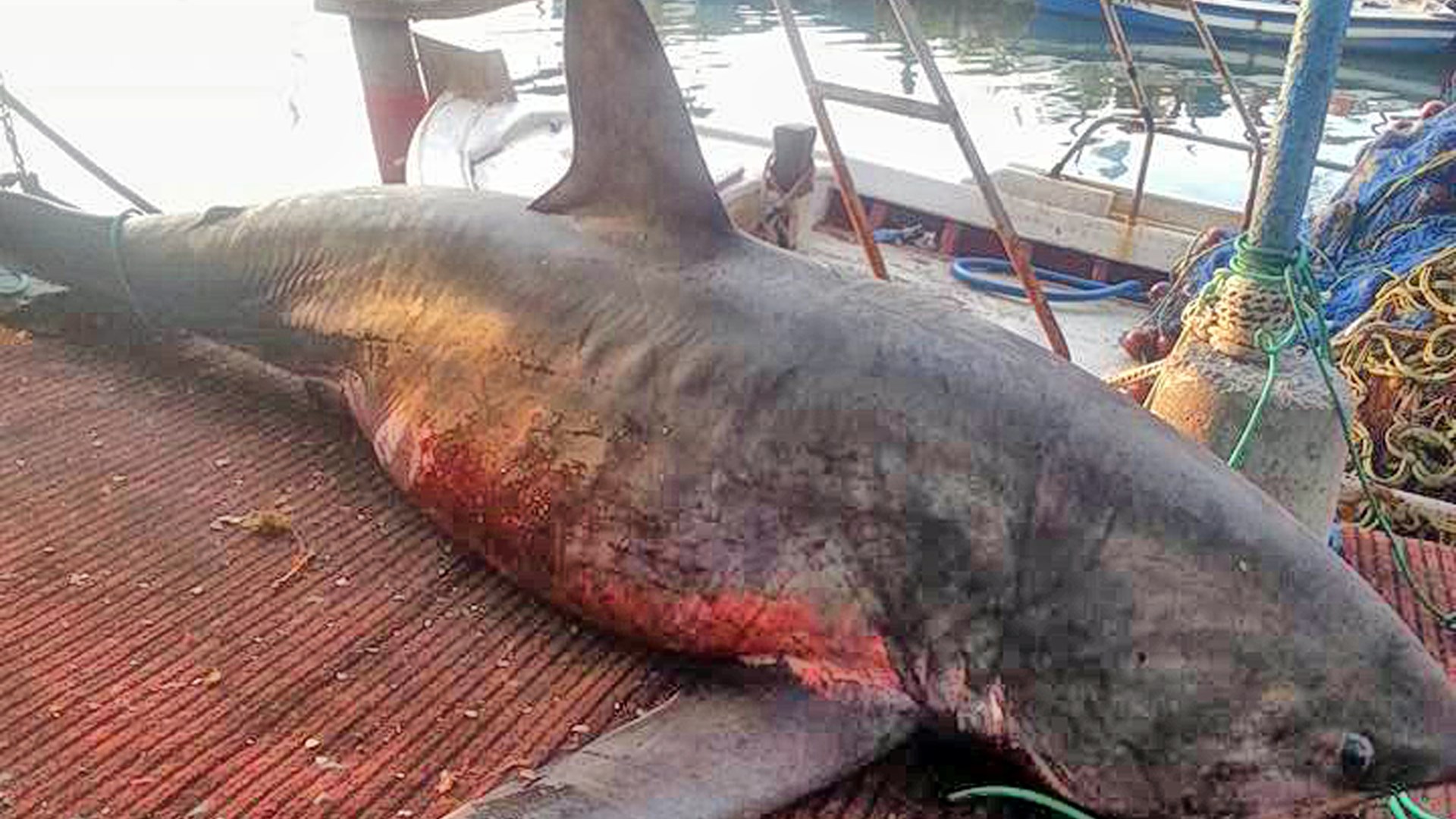 Νέες εντυπωσιακές εικόνες από τον 4μετρο καρχαρία – ΦΩΤΟ