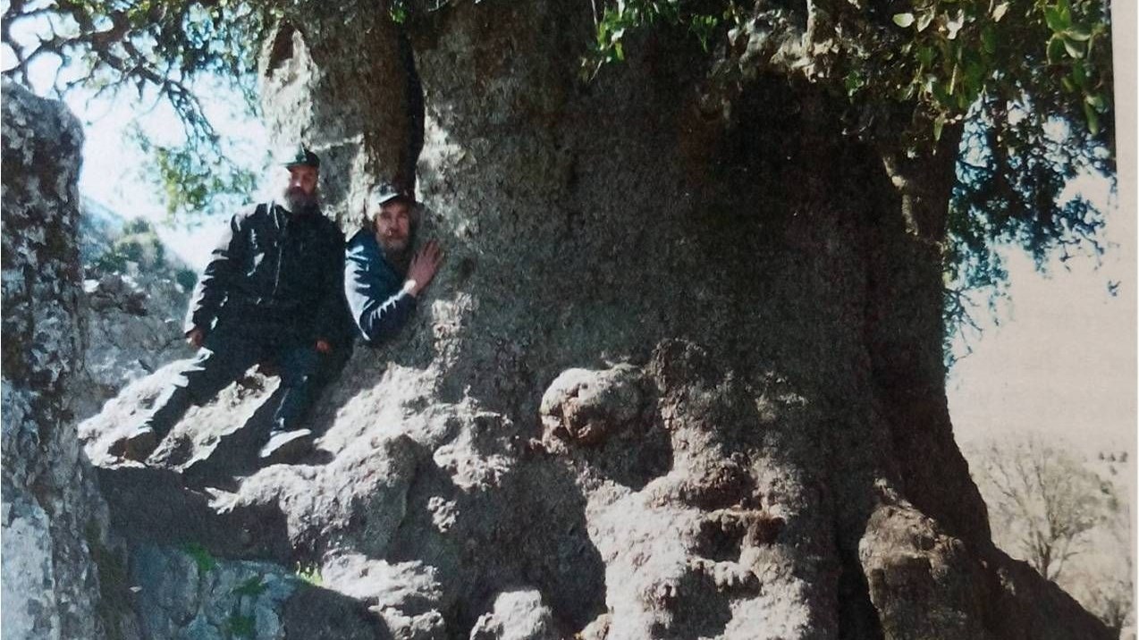 Τα παγκόσμια ρεκόρ των δέντρων της Κρήτης – ΦΩΤΟ