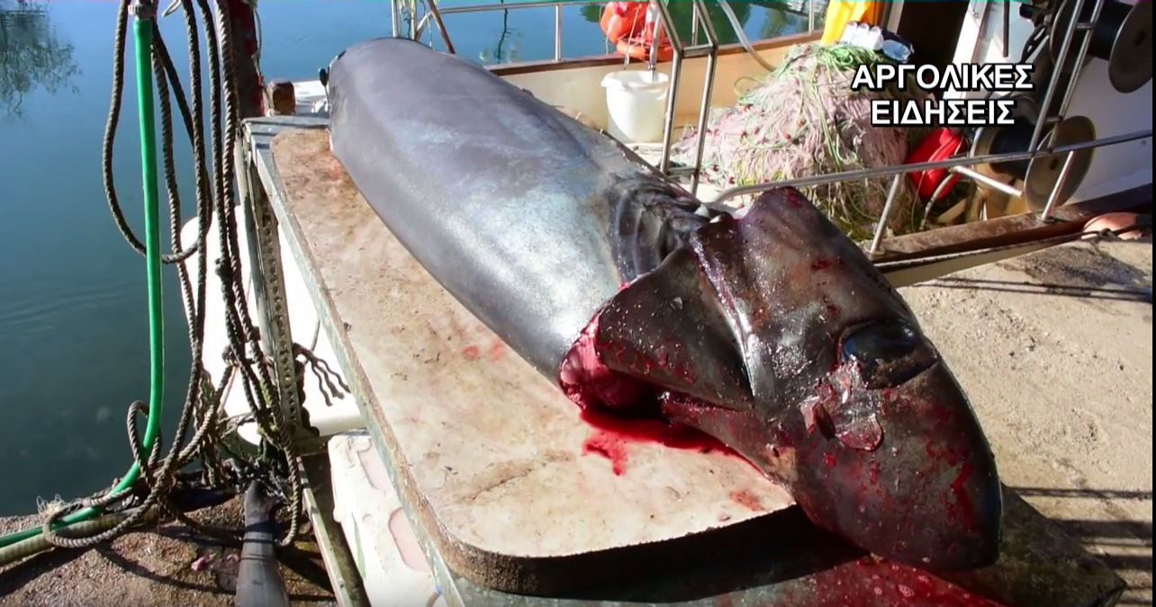 Εντοπίστηκε και δεύτερος καρχαρίας στον Αργολικό  – ΒΙΝΤΕΟ