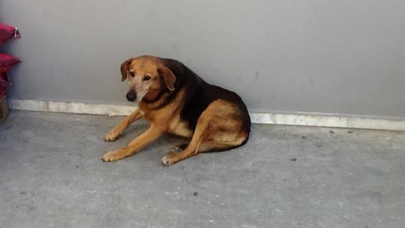 Συγκλονίζει ο Χάτσικο της Κρήτης – Περιμένει το αφεντικό του για 7 χρόνια – ΒΙΝΤΕΟ