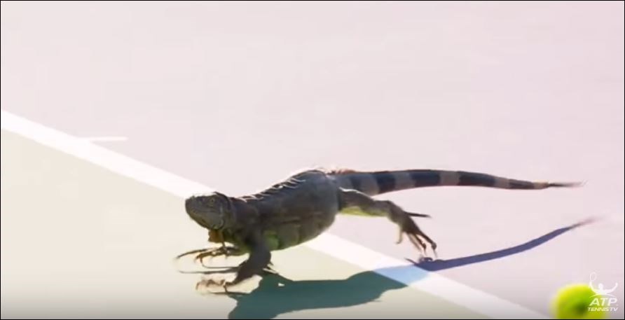 Το ιγκουάνα που διέκοψε αγώνα τένις – ΒΙΝΤΕΟ