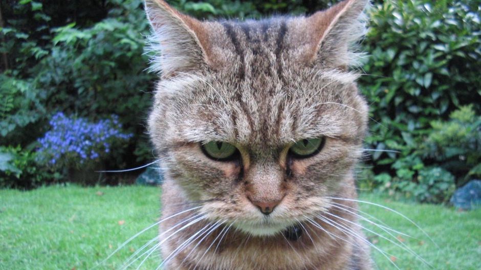 Νέα μελέτη ανατρέπει όσα γνωρίζαμε – Τι σημαίνει το απαξιωτικό ύφος της γάτας