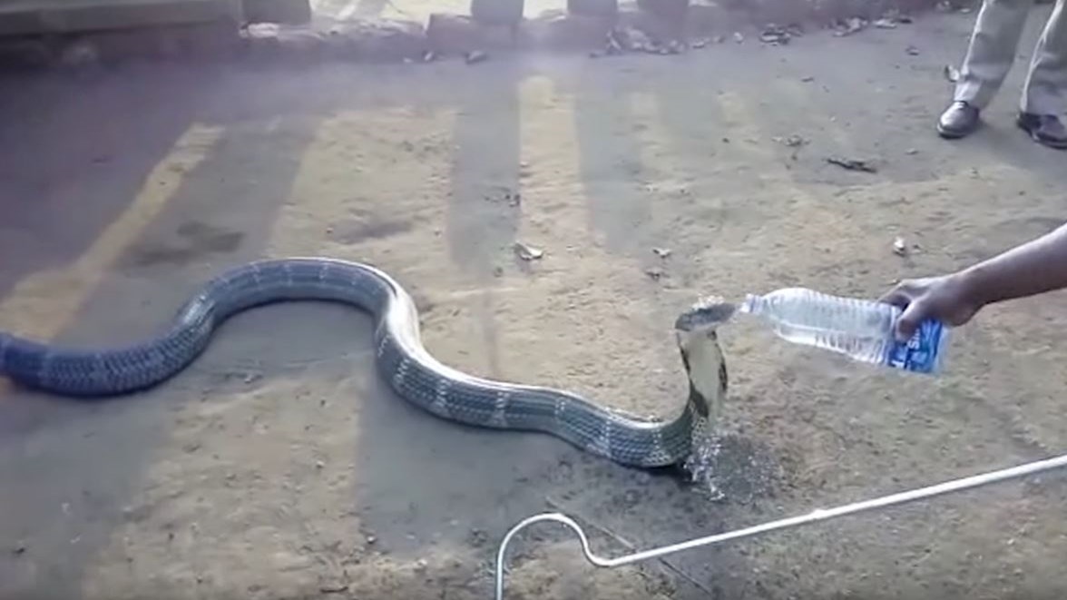 Ατρόμητος άνδρας ποτίζει με μπουκάλι νερό μία… Βασιλική Κόμπρα – ΒΙΝΤΕΟ