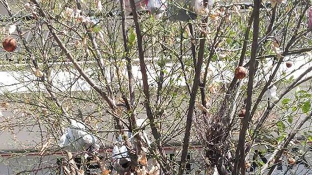 To δέντρο που αντί για φύλλα έχει… σκουπίδια – ΦΩΤΟ