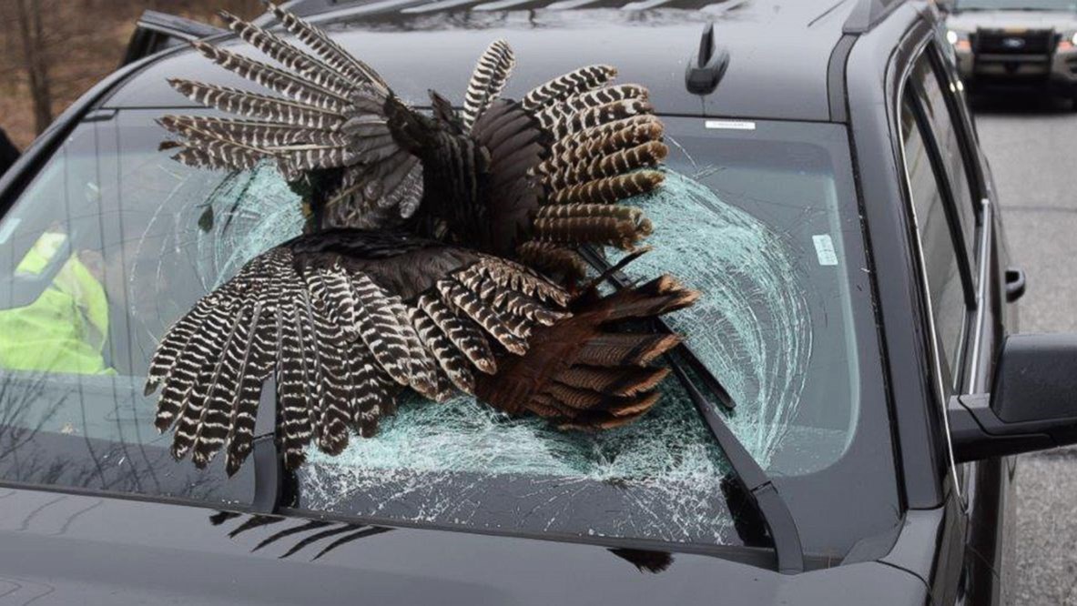Μυστήριο με τις γαλοπούλες που χτυπούν στα παρμπρίζ των αυτοκινήτων – ΦΩΤΟ