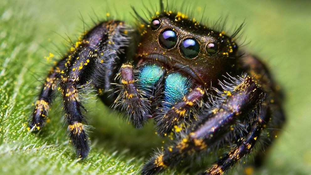 Οι αράχνες θα μπορούσαν να φάνε ολόκληρη την ανθρωπότητα σε… έναν χρόνο!