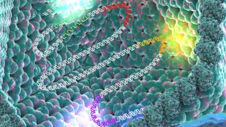 Έλληνας ερευνητής πίσω από την ανακάλυψη ομάδας γιγάντιων ιών