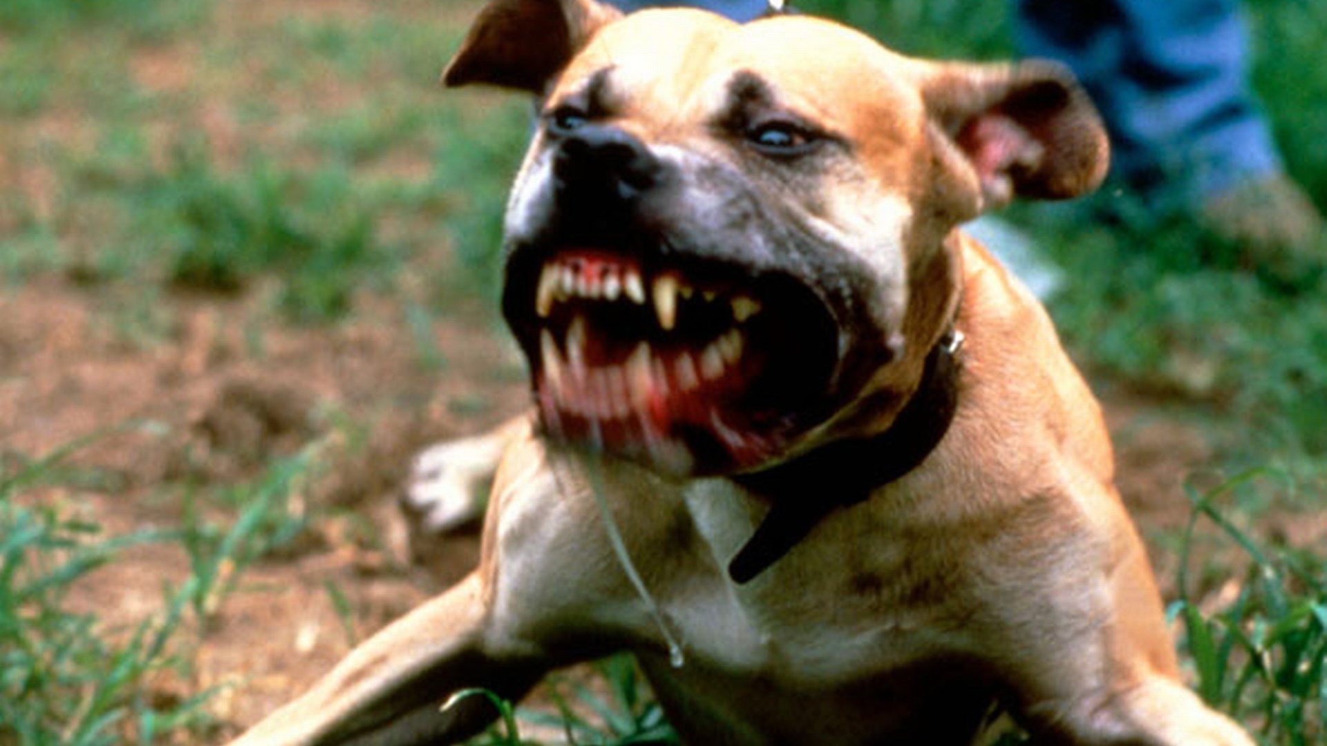 Φονική επίθεση σκύλου σε 18 μηνών κοριτσάκι – ΦΩΤΟ