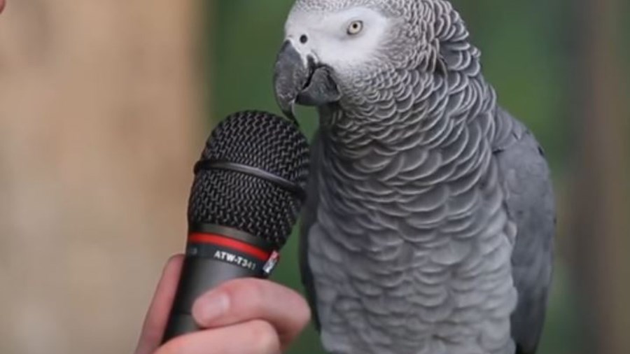 Δείτε τον παπαγάλο …Αϊνστάιν  να κάνει καταπληκτικές μιμήσεις – ΒΙΝΤΕΟ