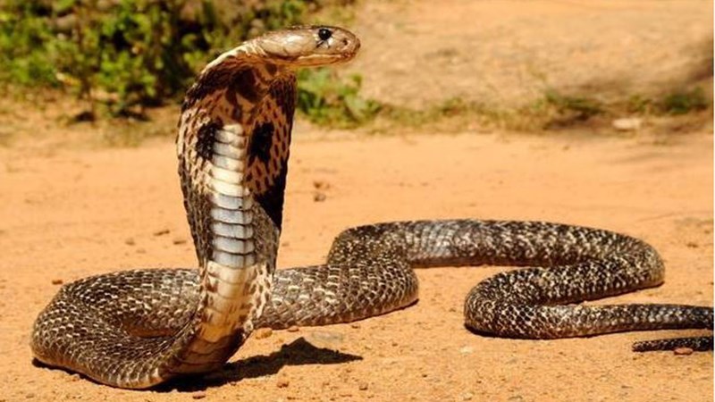 Σκοτώθηκε προσπαθώντας να βγάλει φωτογραφία με μια κόμπρα