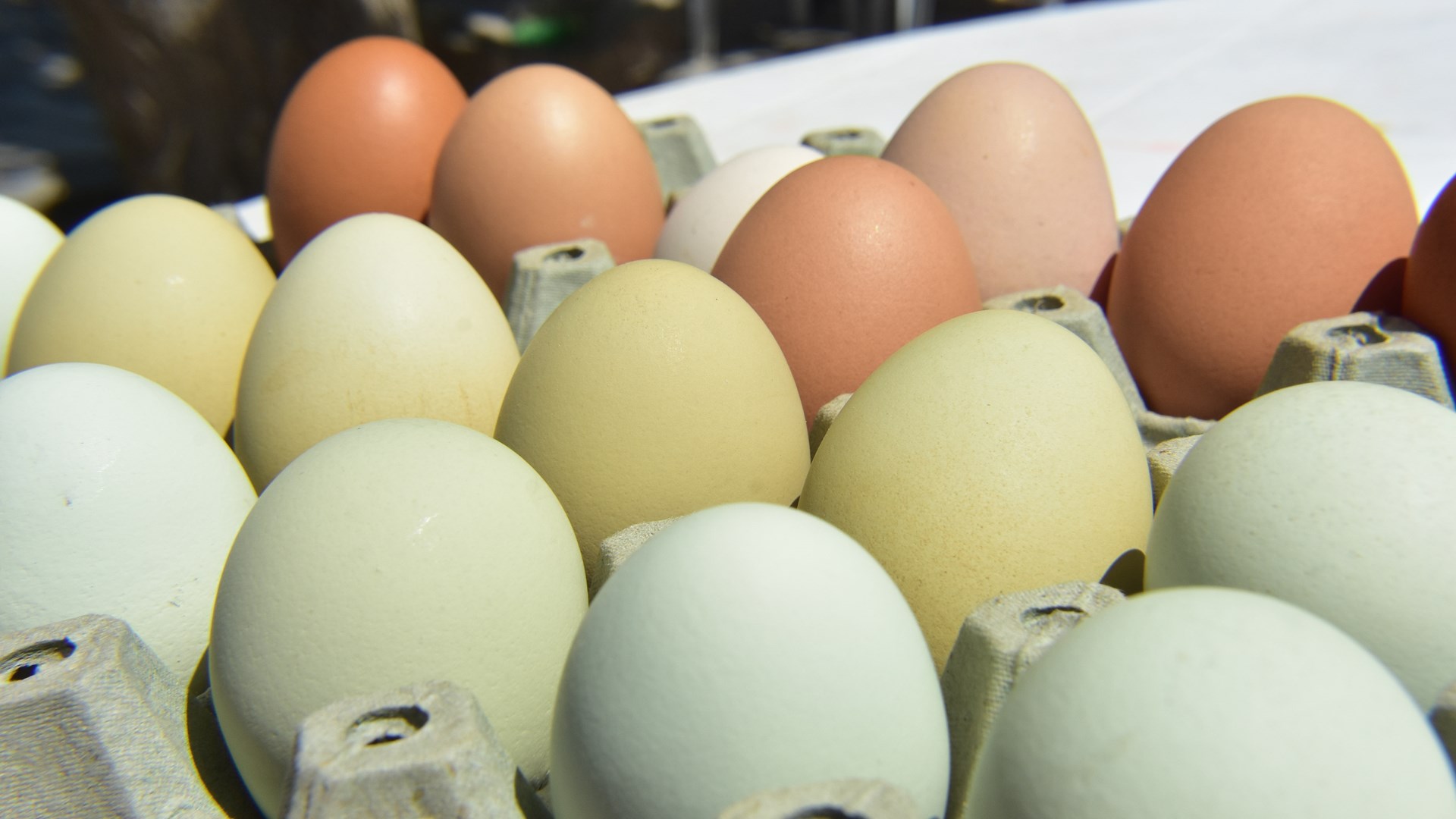 Κότες γεννούν… πράσινα αυγά – ΦΩΤΟ