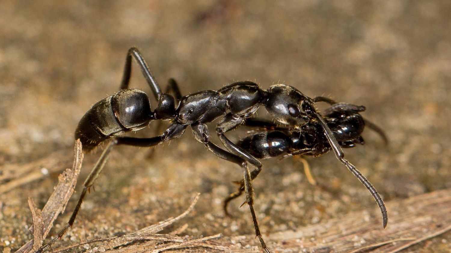 Τα μυρμήγκια μεταφέρουν τους τραυματισμένους… στρατιώτες πίσω στη βάση τους – ΒΙΝΤΕΟ