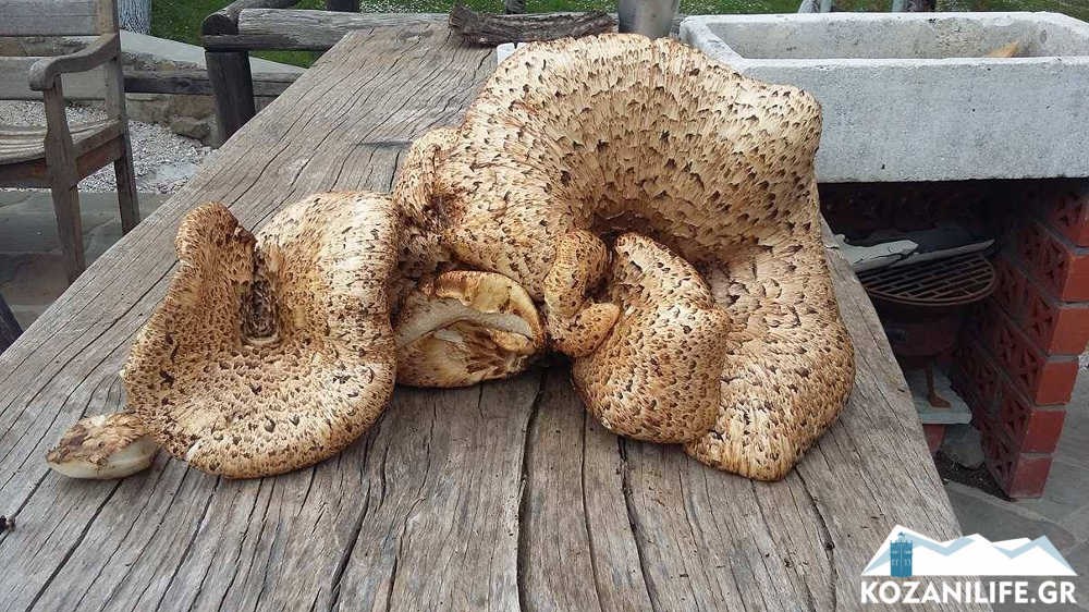 Αυτό το μανιτάρι ζυγίζει… οκτώ κιλά – ΦΩΤΟ