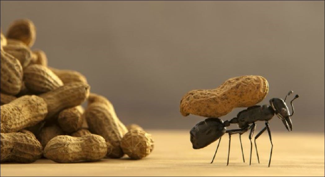 4 φυσικοί τρόποι για να εξαφανίσετε τα μυρμήγκια