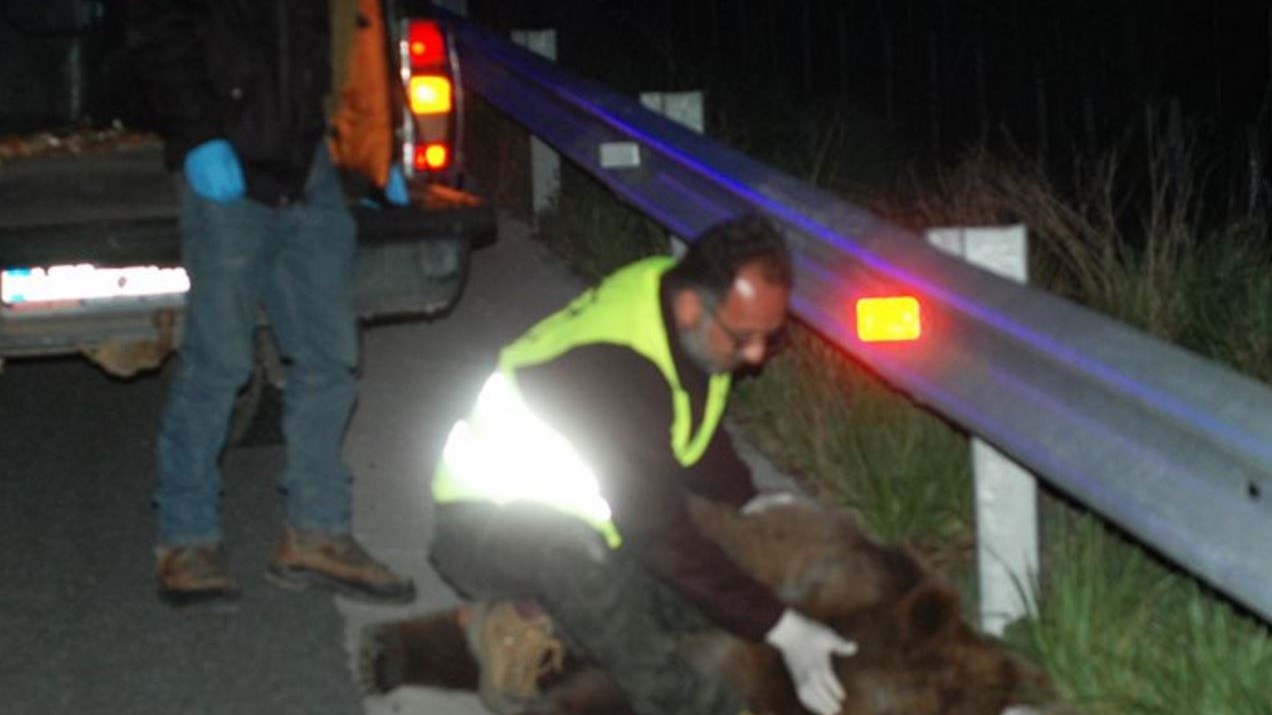 Νέο τροχαίο με θύμα αρκούδα στην Καστοριά