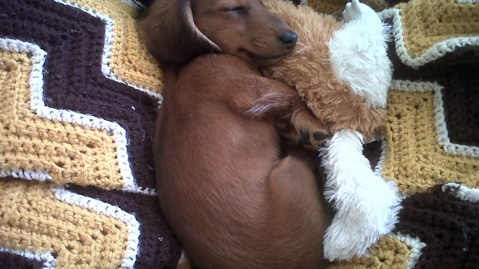 Αξιολάτρευτα κατοικίδια κοιμούνται αγκαλιά με τα… κουκλάκια τους – ΦΩΤΟ