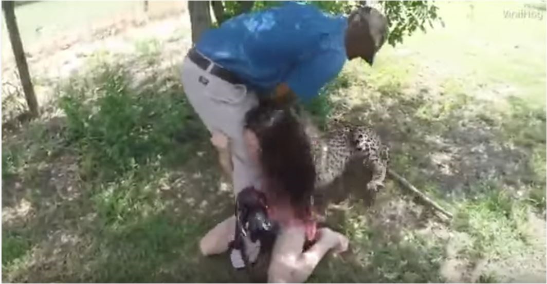 Τσιτάχ επιτέθηκε σε νεαρή τουρίστρια μέσα σε ζωολογικό πάρκο – ΒΙΝΤΕΟ