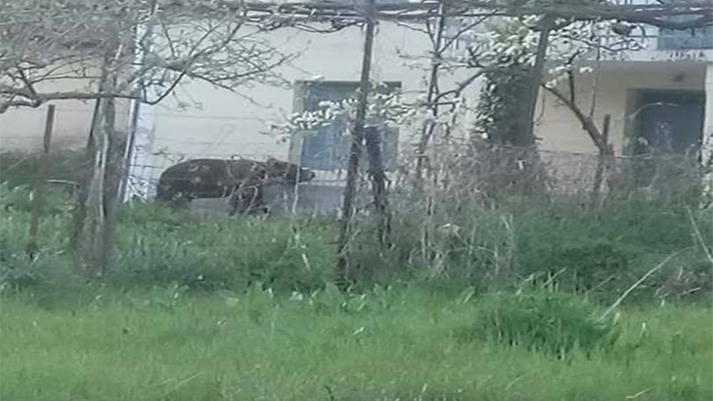 Αρκούδα εμφανίστηκε να κάνει βόλτες στη Φλώρινα – Τι συνιστούν οι ειδικοί – ΦΩΤΟ