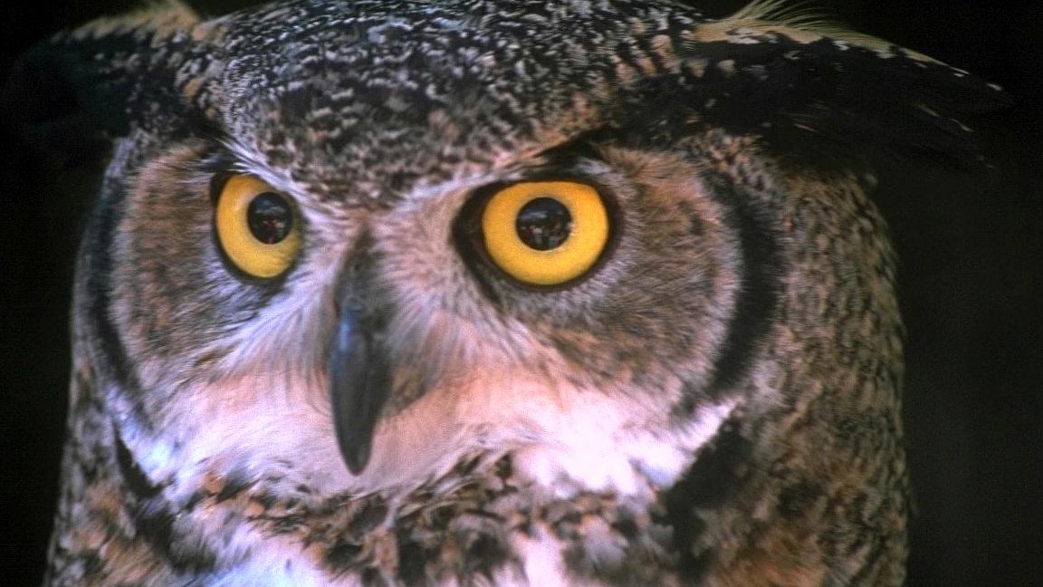 Πόσο μακριά είναι τα πόδια της κουκουβάγιας; Θα σας εκπλήξει η απάντηση