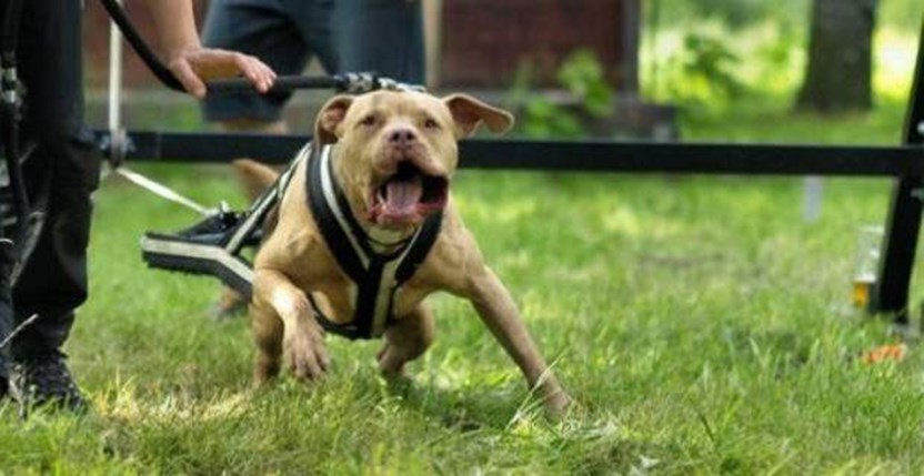 Στο νοσοκομείο δύο άνδρες μετά από επίθεση Πιτ μπουλ