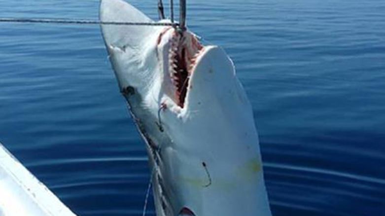 Ψαράδες έπιασαν καρχαρία επτά μέτρων – ΦΩΤΟ