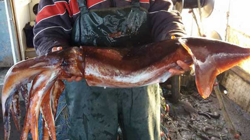 Καλαμάρι «γίγας» στην Πρέβεζα – ΦΩΤΟ